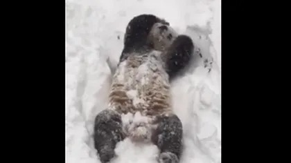Ursul panda care a cucerit Internetul. Uite cât de bucuros se joacă în zăpadă VIDEO