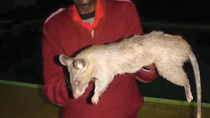 VIRAL. Fotografie controversată cu un şobolan MUTANT. Credeţi că e reală sau nu?