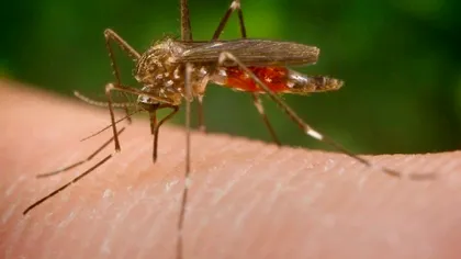 ALERTĂ MAE. Urgenţă de Sănătate Publică determinată de transmiterea locală a virusului Zika