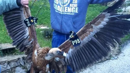 Un vultur a fost arestat pentru spionaj. Cum s-a întâmplat totul