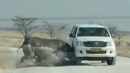Safari de GROAZĂ: Un rinocer a atacat maşina unor turişti VIDEO