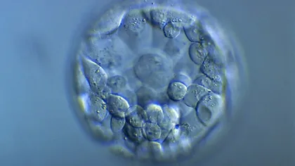 FĂRĂ PRECEDENT: Marea Britanie a aprobat modificarea genetică a embrionilor umani