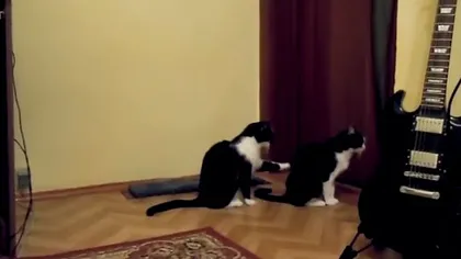 Clipul incredibil cu pisici care face senzaţie pe youtube VIDEO