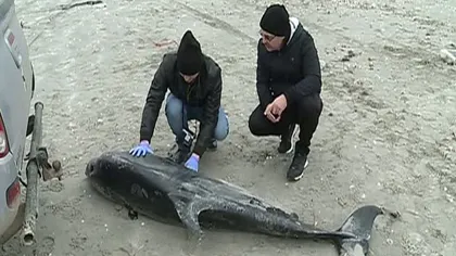 Delfin mort, descoperit pe o plajă din Mamaia. Specialistii în alertă, se tem să nu fie vorba de un virus VIDEO