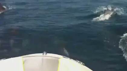 Imagini rare cu delfini surprinse în largul mării, la ieşirea din portul Constanţa VIDEO