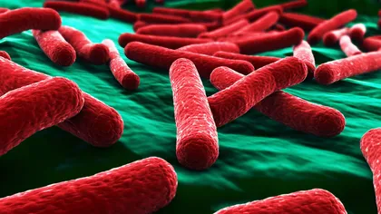 Ministerul Sănătăţii: Bacteria E.coli şi măsuri de prevenţie a infecţiei Shiga toxina E.coli