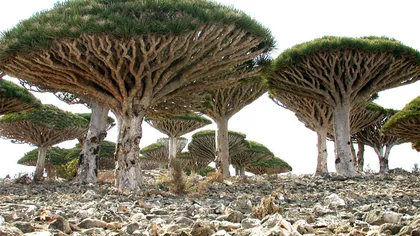 Insula Socotra, cel mai 