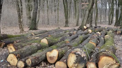 12 persoane din Bistriţa au fost reţinute pentru furt de arbori dintr-o zonă protejată
