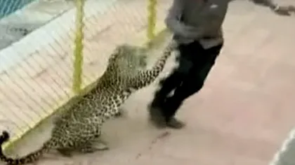 Un leopard a făcut RAVAGII într-o școală din India. Mai multe persoane au căzut victime furiei felinei VIDEO