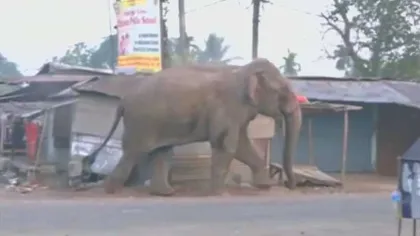 Imagini inedite: Un elefant a distrus un SAT ÎNTREG