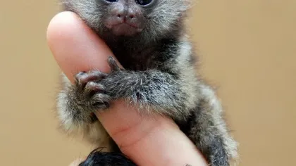 Maimuţa în miniatură, cel mai în vogă animal de companie
