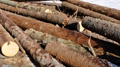 Investigaţia pe piaţa masei lemnoase, EXTINSĂ la nivel naţional: Inspecţii inopinate la sediul a 6 companii