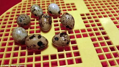 A pus în incubator ouă de prepeliţă de la supermarket. Ce s-a întâmplat după o lună a fost total NEAŞTEPTAT