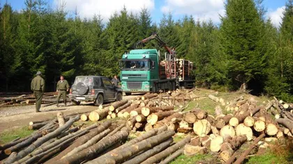 Guvernul a modificat regulamentul de valorificare a masei lemnoase, pentru a debloca tranzacţiile din domeniul forestier
