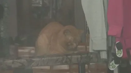 O pisică a rămas captivă o lună într-un magazin închis de ANAF