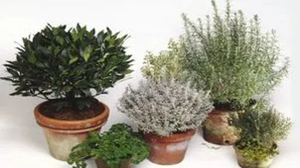 Plantele care te ajută să ţii departe cancerul