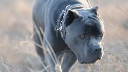 Proprietarul câinilor de luptă care au omorât un bărbat, condamnat la închisoare