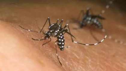 Virusul Zika - ce ştim şi ce nu ştim despre el