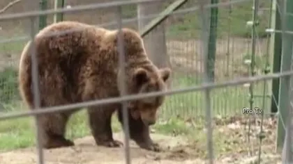 Doi urşi care au fost lăsaţi să moară de foame în Armenia vor ajunge la Zărneşti VIDEO
