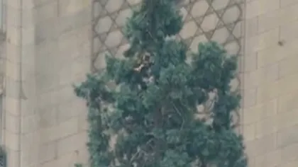 Un bărbat din SUA a ţinut autorităţile în suspans. Omul s-a urcat în vârful unui copac şi a refuzat să se mai dea jos