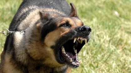 Câinii agresivi fac tot mai multe victime. Ce trebuie să faci în cazul unui atac