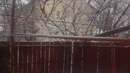 Ninge abundent la Bucureşti şi Ploieşti. Imagini uluitoare la jumătatea lunii martie GALERIE FOTO