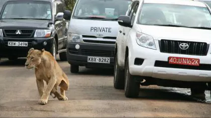 Bărbat rănit de un leu, care scăpase dintr-un parc naţional, chiar în centrul capitalei Kenyei