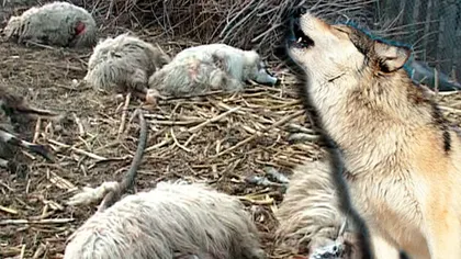 Lupii fac ravagii în turmele ciobanilor. Stână decimată de o haită de fiare, doi câini insuficienţi