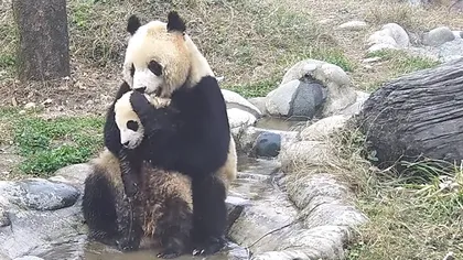 Cel mai dulce ursuleţ panda îţi va face seara mai frumoasă. Vezi cum vrea puiul să scape de baie VIDEO