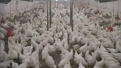 ALERTĂ OMS. Fermierii, obligaţi să dea mai puţine antibiotice animalelor şi păsărilor