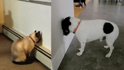 Câinele sau pisica ta stă cu capul sprijinit de perete? Trebuie imediat să ajungi la veterinar