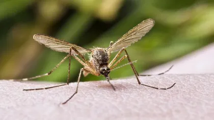 Ţânţarii care transmit virusul Zika au fost identificaţi şi în Bucureşti. Anunţul Ministerului Sănătăţii
