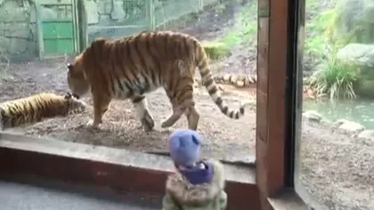 Reacţia amuzantă a unei fetiţe când doi tigri se ceartă VIDEO