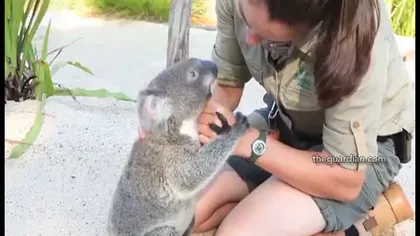 Harry, cel mai prietenos urs koala din lume VIDEO