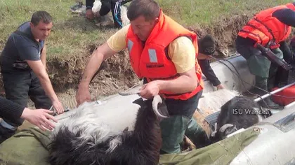 Turmă de 100 de oi şi capre, salvată din calea viiturii cu barca pneumatică VIDEO