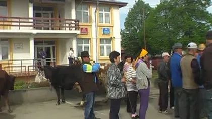 Protest inedit cu vaci, în faţa unei primării din Vrancea