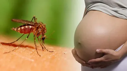 STUDIU: Virusul Zika nu poate fi transmis fătului în dezvoltare prin celule externe ale placentei