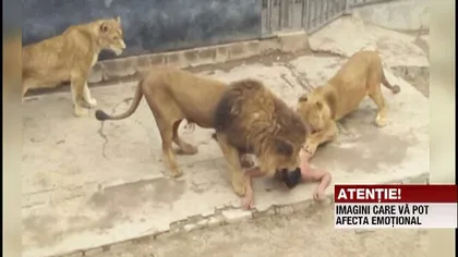 CAZ INCREDIBIL. Un bărbat a intrat în cuşca leilor pentru a se sinucide VIDEO