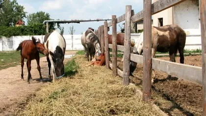 Cai de rasă în valoare de 30.000 euro, furaţi de la o fermă din judeţul Bihor