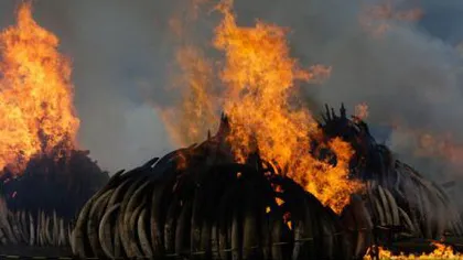 Preşedintele Kenyei a dat foc la 105 tone de fildeş VIDEO