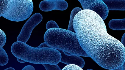 În ce obiecte din casa ta se găsesc cei mai mulţi microbi