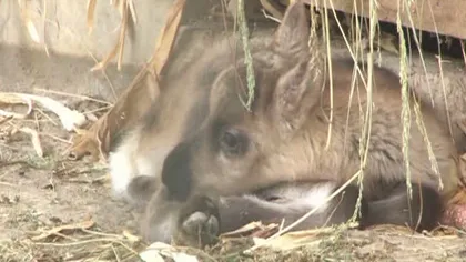 Premieră în România. Doi pui de ren au venit pe lume la Grădina Zoologică Bucov VIDEO