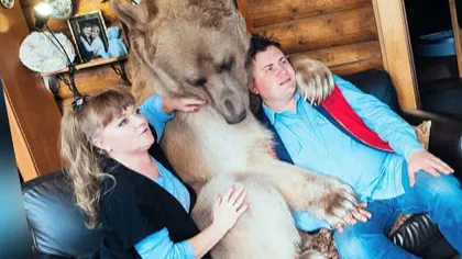 O familie de ruşi trăieşte cu un urs de 150 de kilograme în casă. Mănâncă şi doarme cu el VIDEO