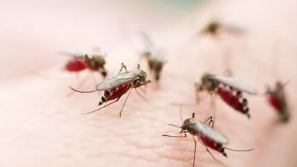De ce preferă ţânţarii anumite persoane