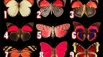 Test online: Alege un fluture din imagine şi află ce sentimente ascunzi faţă de ceilalţi