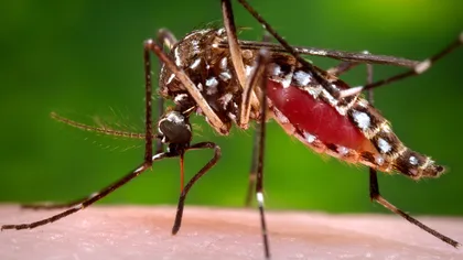 Virusul Zika a început să facă victime şi în Spania. A fost detectat primul caz de microencefalie asociat cu virusul