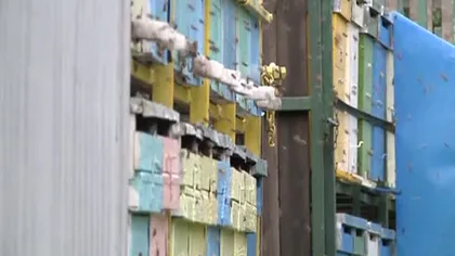Stare de alertă în apicultura românească. Producţia, afectată de ploi şi teperaturi scăzute VIDEO