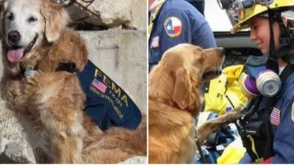 Atentate 11 septembrie. Ultimul câine salvator a fost eutanasiat la vârsta de 16 ani IMAGINI EMOŢIONANTE