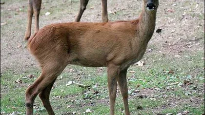 Un angajat de la Grădina Zoologică din Hunedoara este cercetat pentru braconaj, după ce a ucis trei căprioare