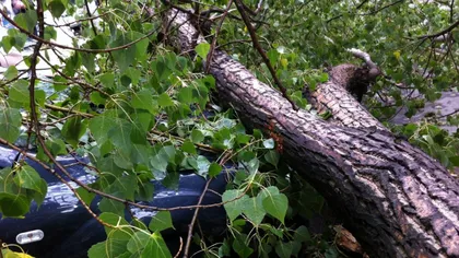 O fetiţă de doi ani a murit strivită într-o maşină de un copac doborât de vânt
